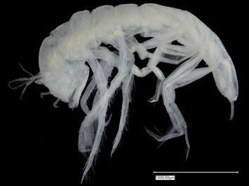 Vorschaubild Momedossa longipedis